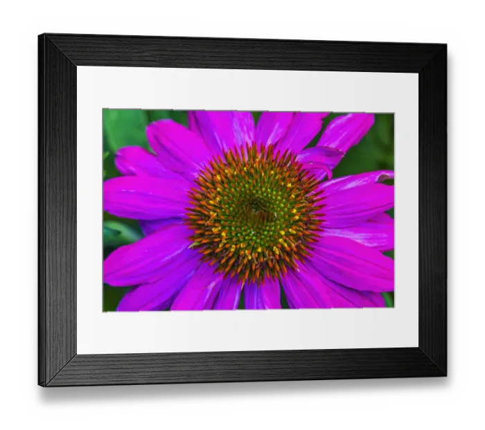 Framed Print : Eastern purple coneflower blooming. Native to North America Framed Print : Eastern purple coneflower blooming. Native to North America
