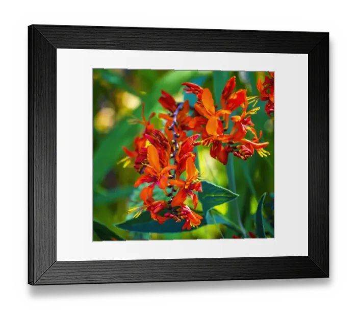 Framed Print : Flowers blooming. Native to France Framed Print : Flowers blooming. Native to France