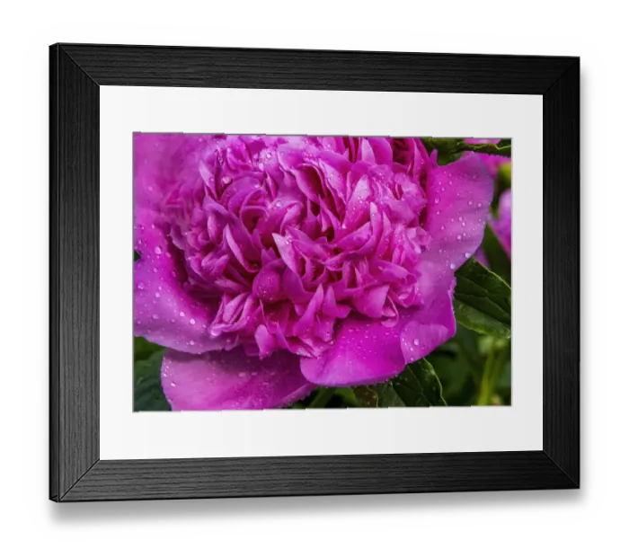 Framed Print : Pink peony Framed Print : Pink peony