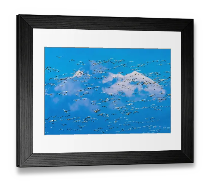 Framed Print : Snow geese flying, Skagit Valley, Washington State