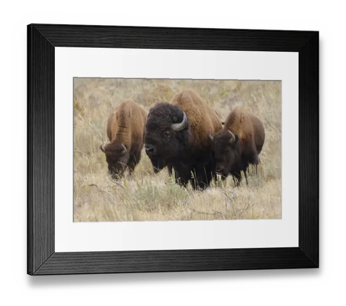 Framed Print : Bison, Yellowstone National Park, Wyoming