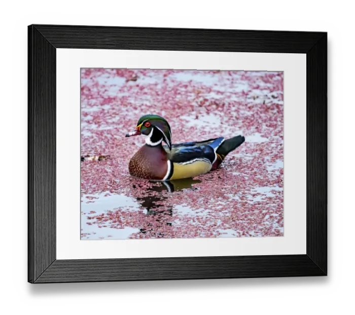 Framed Print : Colorful male wood duck perching. Juanita Bay Park Lake Washington, Kirkland