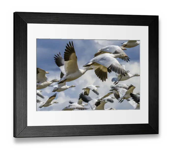Framed Print : Snow geese flying, Skagit Valley, Washington State