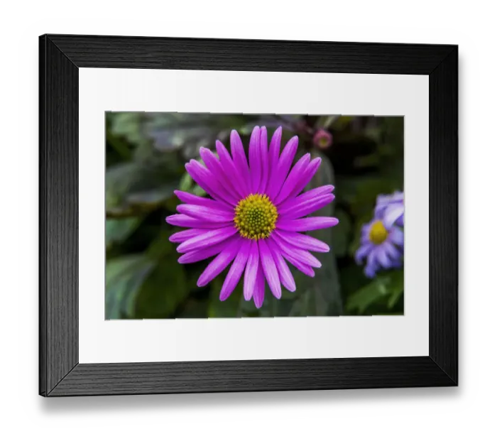 Framed Print : Pink Alpine Aster blooming. Native to mountains in Europe