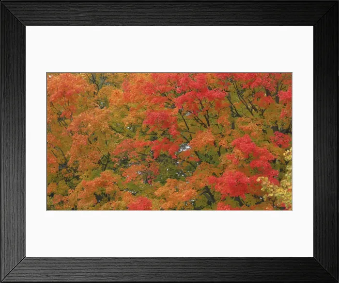 Framed Print : USA, Vermont. Vibrant Fall colors Framed Print : USA, Vermont. Vibrant Fall colors