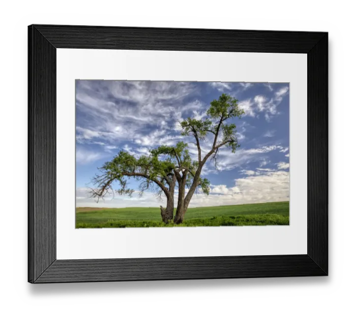 Framed Print : Single tree and rolling field of wheat crop, Palouse, eastern Washington Framed Print : Single tree and rolling field of wheat crop, Palouse, eastern Washington