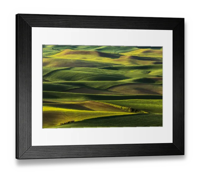 Framed Print : Rolling hills of emerging wheat crops in spring, elevated view from Steptoe Butte State Framed Print : Rolling hills of emerging wheat crops in spring, elevated view from Steptoe Butte State