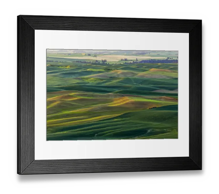 Framed Print : Rolling hills of emerging wheat crops in spring, elevated view from Steptoe Butte State Framed Print : Rolling hills of emerging wheat crops in spring, elevated view from Steptoe Butte State