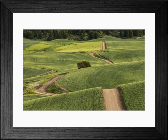 Framed Print : Dirt road winding over rolling green wheat fields, Palouse region of eastern Washington Framed Print : Dirt road winding over rolling green wheat fields, Palouse region of eastern Washington
