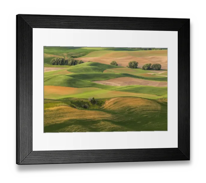 Framed Print : Rolling hills of emerging wheat crops in spring, elevated view from Steptoe Butte State Framed Print : Rolling hills of emerging wheat crops in spring, elevated view from Steptoe Butte State