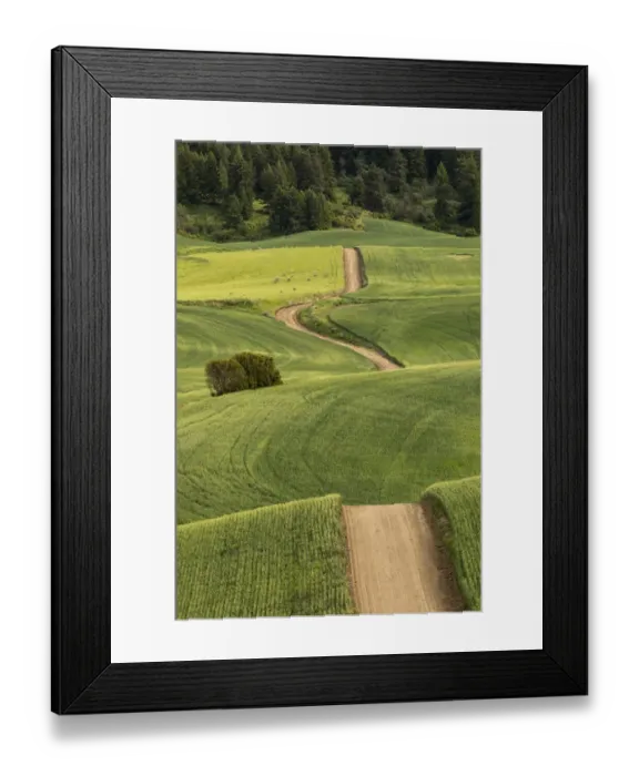 Framed Print : Dirt road winding over rolling green wheat fields, Palouse region of eastern Washington