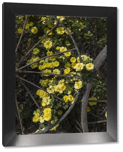 Wild yellow roses around old metal wagon wheel, Palouse region of eastern Washington