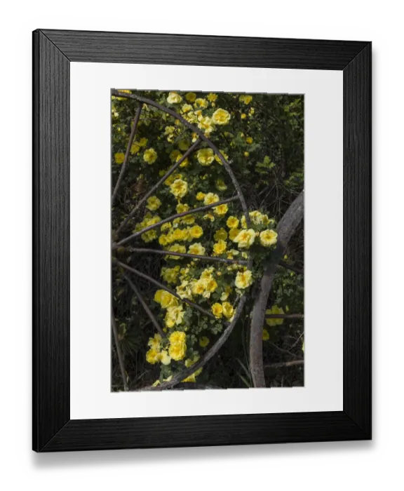 Framed Print : Wild yellow roses around old metal wagon wheel, Palouse region of eastern Washington Framed Print : Wild yellow roses around old metal wagon wheel, Palouse region of eastern Washington