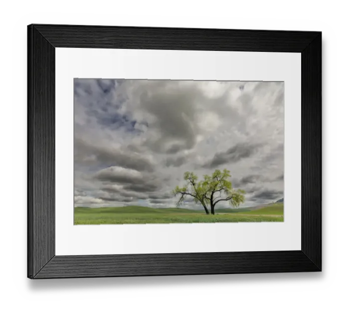 Framed Print : Single tree among wheat fields and clouds, Palouse region of eastern Washington