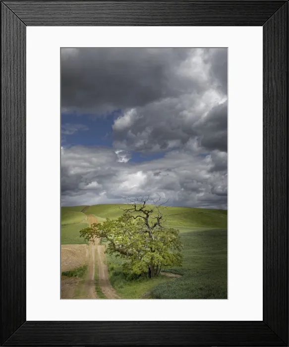 Framed Print : Rural dirt road and single tree among rolling fields of wheat crops