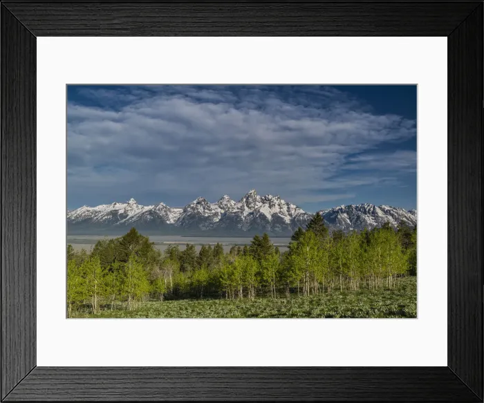 Framed Print : Grand Teton and Aspen trees, Grand Teton National Park, Wyoming