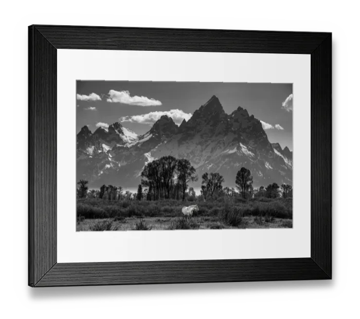 Framed Print : Black and white of horse grazing in meadow below Grand Teton, Wyoming Framed Print : Black and white of horse grazing in meadow below Grand Teton, Wyoming