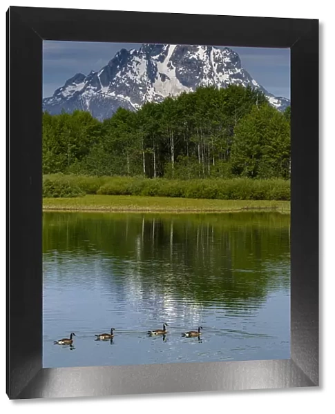 Canada Geese at Oxbow Bend, Grand Teton National Park, Wyoming