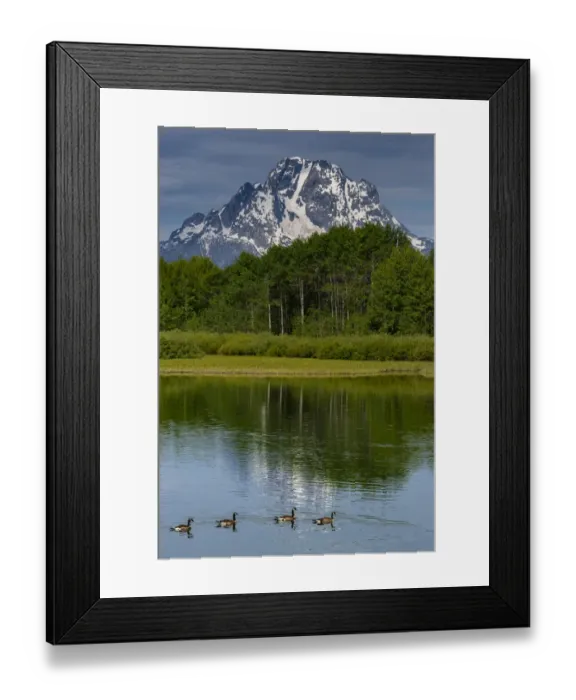 Framed Print : Canada Geese at Oxbow Bend, Grand Teton National Park, Wyoming