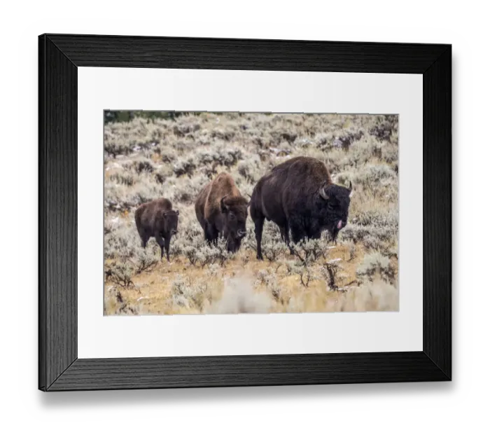 Framed Print : Yellowstone National Park, Wyoming, USA. Family of bison in the Lamar Valley after an Framed Print : Yellowstone National Park, Wyoming, USA. Family of bison in the Lamar Valley after an
