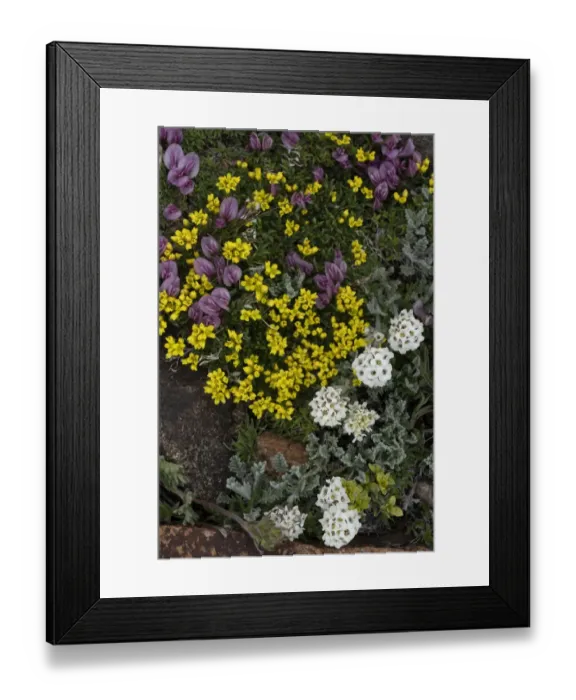 Framed Print : USA, Wyoming. Yellowstone Draba, Alpine Smelowskia and dwarf clover, Beartooth Pass Framed Print : USA, Wyoming. Yellowstone Draba, Alpine Smelowskia and dwarf clover, Beartooth Pass