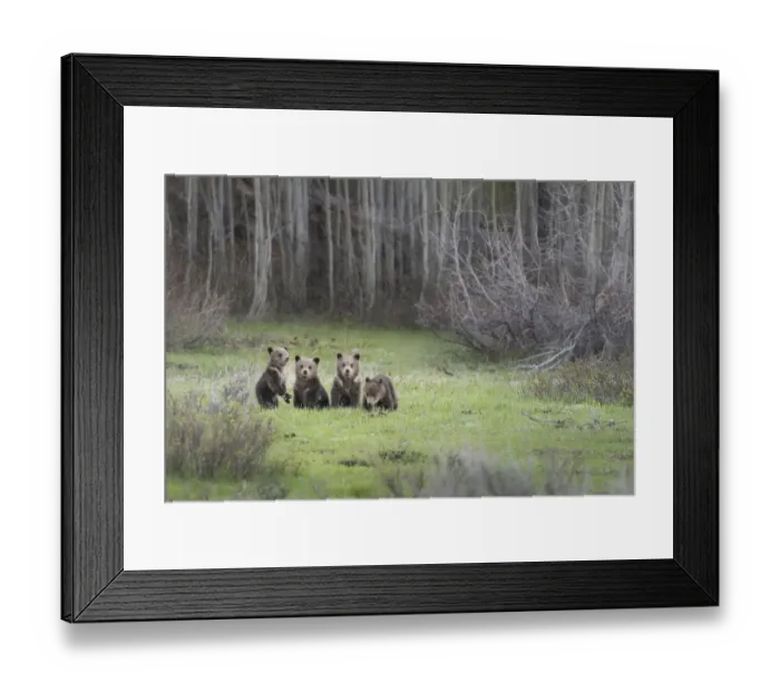 Framed Print : USA, Wyoming, Grand Teton National Park. Four grizzly bear cubs in meadow Framed Print : USA, Wyoming, Grand Teton National Park. Four grizzly bear cubs in meadow