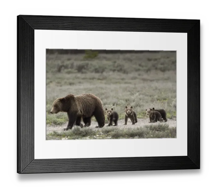 Framed Print : USA, Wyoming, Grand Teton National Park. Female grizzly bear with four cubs Framed Print : USA, Wyoming, Grand Teton National Park. Female grizzly bear with four cubs
