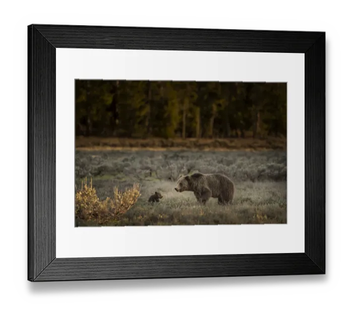 Framed Print : USA, Wyoming, Grand Teton National Park. Female grizzly bear mother with cub