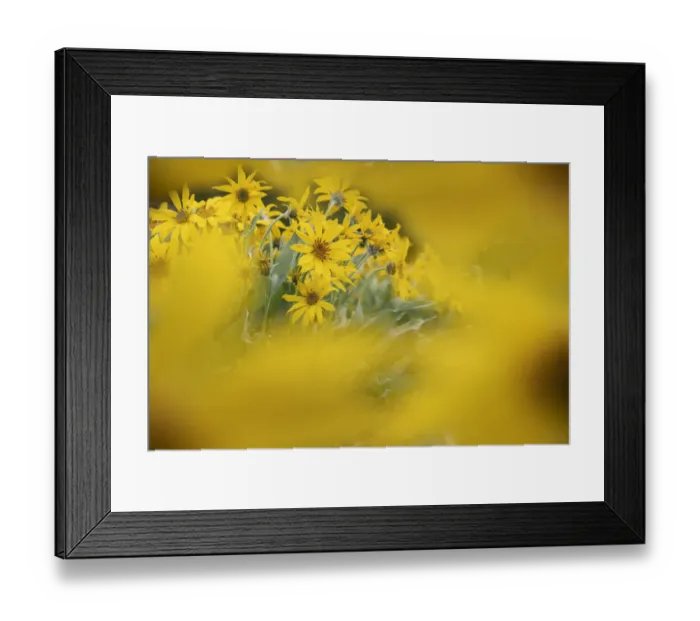 Framed Print : USA, Wyoming, Yellowstone National Park. Rydbergs arnica flower close-up Framed Print : USA, Wyoming, Yellowstone National Park. Rydbergs arnica flower close-up
