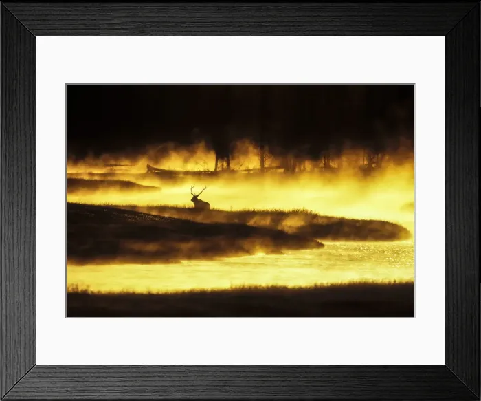 Framed Print : USA, Yellowstone sunrise, steam on Madison River Framed Print : USA, Yellowstone sunrise, steam on Madison River
