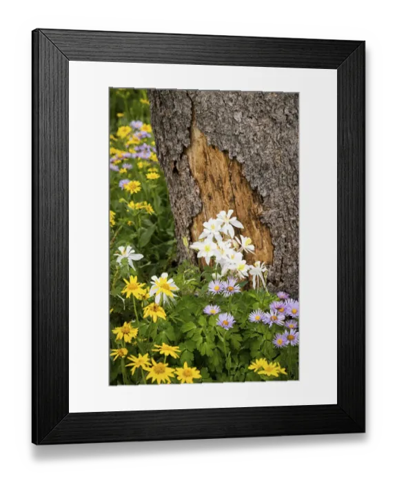 Framed Print : USA, Wyoming, Columbine Framed Print : USA, Wyoming, Columbine