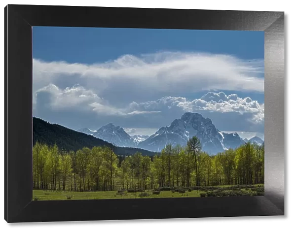 Panoramic of cottonwood trees and cumulus clouds in spring, Grand Teton National Park