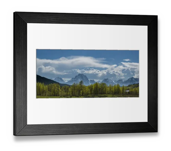 Framed Print : Panoramic of cottonwood trees and cumulus clouds in spring, Grand Teton National Park Framed Print : Panoramic of cottonwood trees and cumulus clouds in spring, Grand Teton National Park