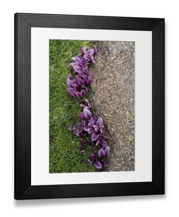 Framed Print : USA, Wyoming. Dwarf clover, Beartooth Pass Framed Print : USA, Wyoming. Dwarf clover, Beartooth Pass