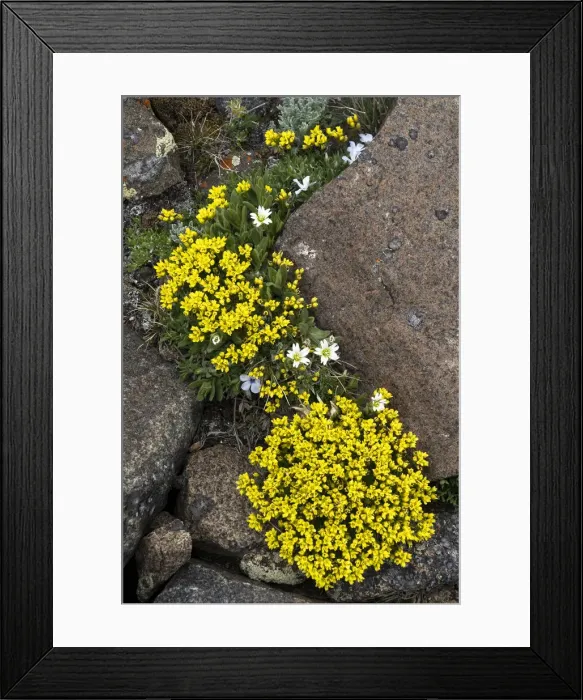 Framed Print : USA, Wyoming. Yellowstone Draba, Beartooth Pass