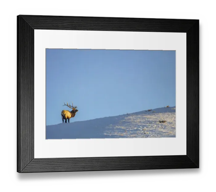Framed Print : Bull elk on ridge at last light in Yellowstone National Park, Wyoming, USA
