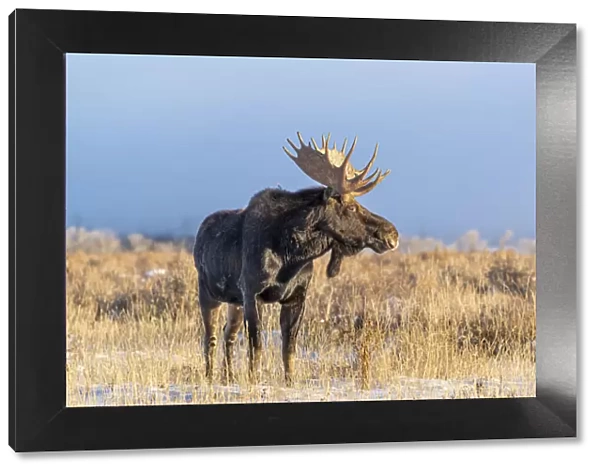 USA, Wyoming. Large bull moose portrait, Grand Teton National Park, Jackson, Wyoming