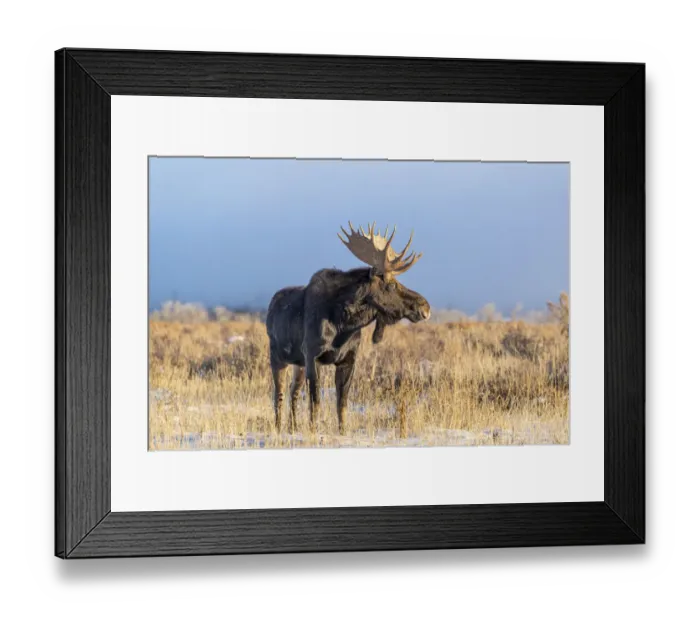 Framed Print : USA, Wyoming. Large bull moose portrait, Grand Teton National Park, Jackson, Wyoming Framed Print : USA, Wyoming. Large bull moose portrait, Grand Teton National Park, Jackson, Wyoming