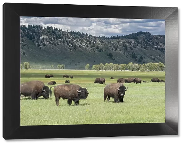 Grand Teton National Park, Bison graze in meadow, Wyoming