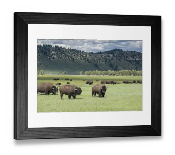 Framed Print : Grand Teton National Park, Bison graze in meadow, Wyoming Framed Print : Grand Teton National Park, Bison graze in meadow, Wyoming