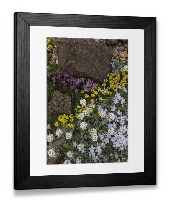 Framed Print : USA, Wyoming. Yellowstone Draba, Alpine Smelowskia and dwarf clover, Beartooth Pass