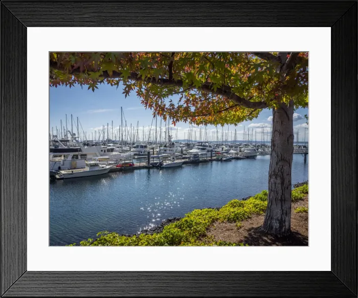 Framed Print : Usa, Washington State, Seattle, sailboats at Elliott Bay Marina Framed Print : Usa, Washington State, Seattle, sailboats at Elliott Bay Marina