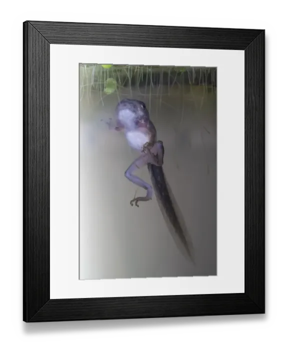 Framed Print : A Pacific Tree tadpole which has sprouted legs and arms, but still has a tail Framed Print : A Pacific Tree tadpole which has sprouted legs and arms, but still has a tail