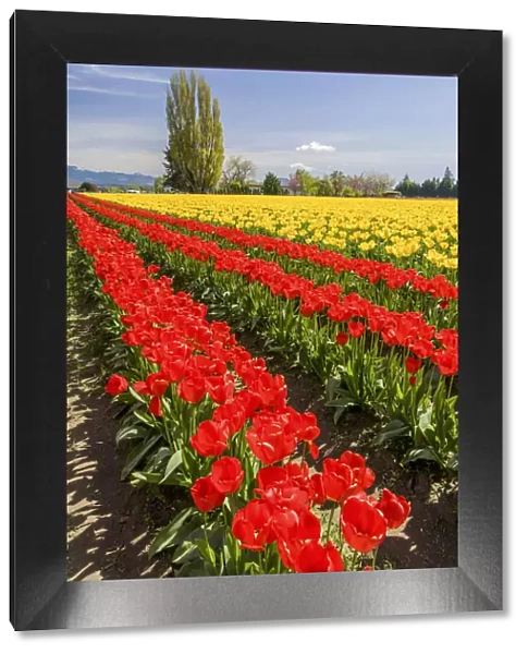 Mount Vernon, Washington, USA. Field of tulips grown for bulb sales