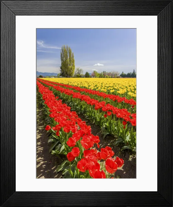 Framed Print : Mount Vernon, Washington, USA. Field of tulips grown for bulb sales Framed Print : Mount Vernon, Washington, USA. Field of tulips grown for bulb sales