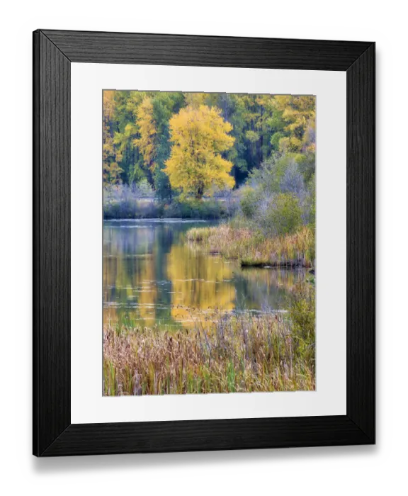 Framed Print : Fall color along the Yakima River in Cle Elum
