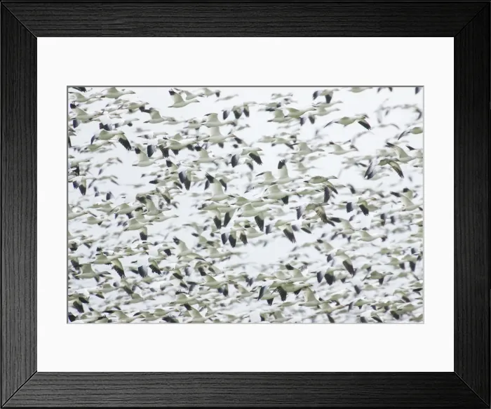 Framed Print : La Conner, Washington, USA. Huge dense flock of Snow Geese (Chen caerulescens) flying Framed Print : La Conner, Washington, USA. Huge dense flock of Snow Geese (Chen caerulescens) flying