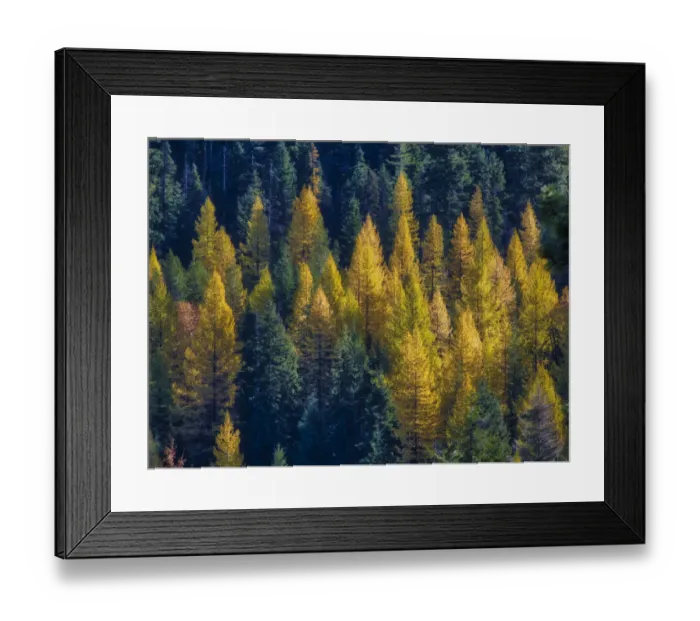 Framed Print : Western Larch Trees in Autumn at Blewitt Pass in the Okanogan-Wenatchee National Forest