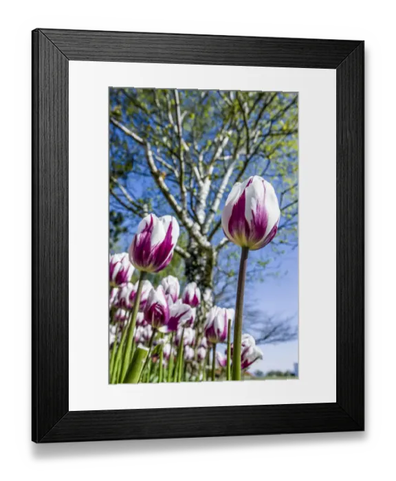 Framed Print : Mount Vernon, Washington, USA. Tulip garden Framed Print : Mount Vernon, Washington, USA. Tulip garden