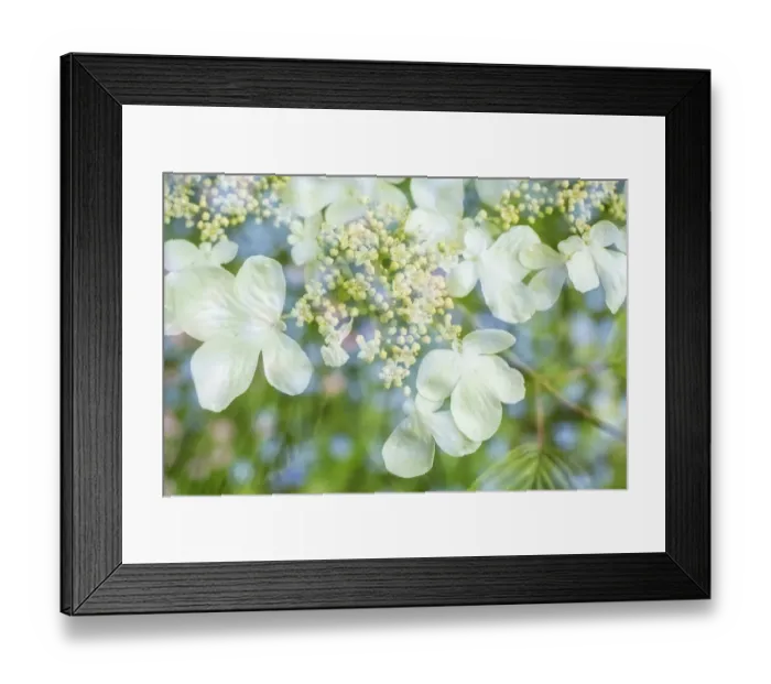 Framed Print : Issaquah, Washington, USA. Floral double exposure of Doublefile Viburnum blossoms Framed Print : Issaquah, Washington, USA. Floral double exposure of Doublefile Viburnum blossoms